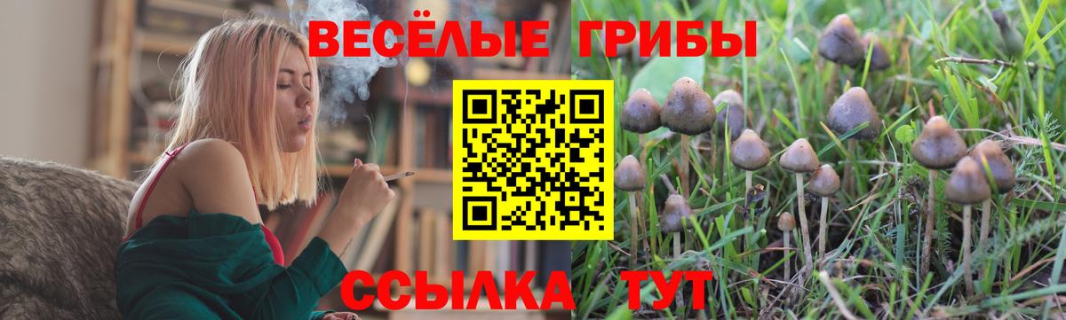 Галлюциногенные грибы Psilocybine cubensis Новодвинск